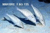 marbre : photo