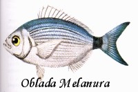 oblade : schéma