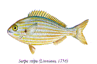 saupe : schéma